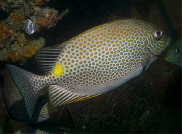 青衣魚(yú)