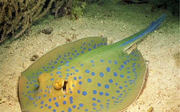 刺魟魚(yú)