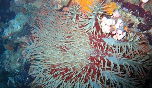 水下被海洋生物傷害到了該怎么辦？